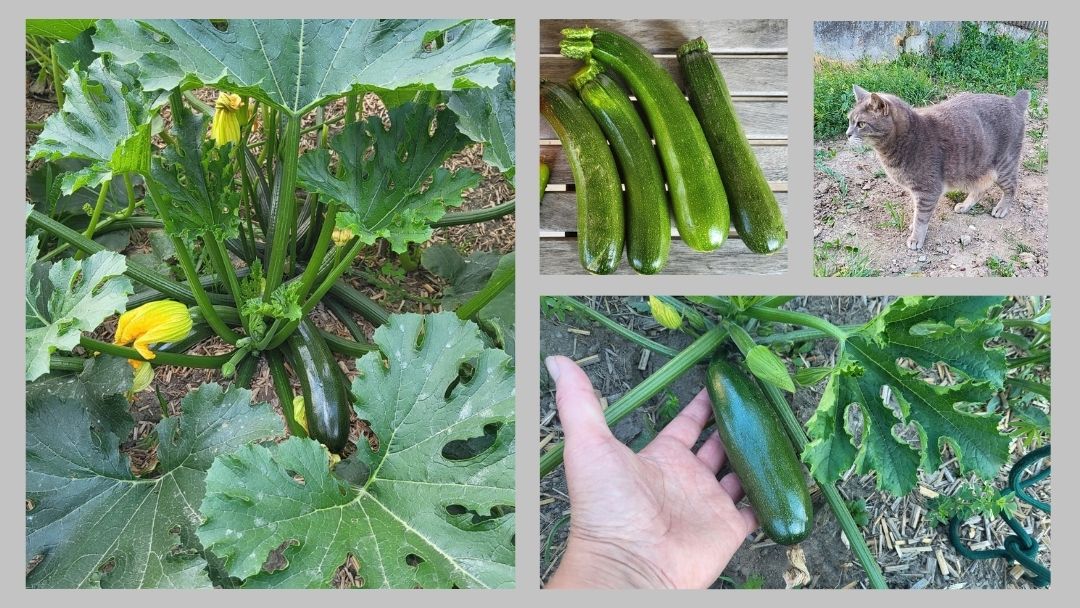 Collage aus meinem Garten: Zucchetti-Pflanze mit Blüten, geerntete Zucchetti und eine Zucchetti unter den Blättern.